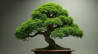 Boxwood Bonsai: Classic Style and Evergreen Beauty