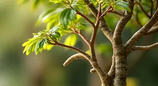 Chinese Elm Bonsai: A Beginner-Friendly Species