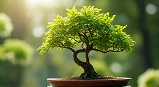 Fig Bonsai: Propagation and Variety Selection