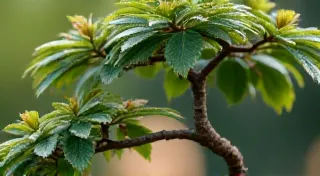 Korean Hornbeam Bonsai: Understanding its Unique Characteristics
