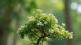 Serissa Foetida Bonsai: Troubleshooting Common Problems